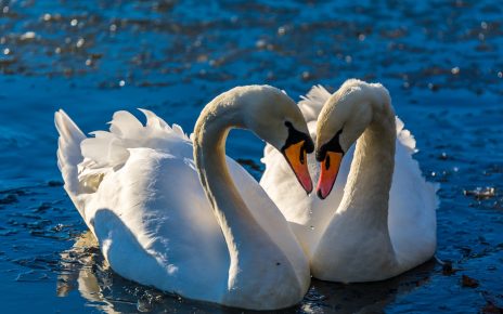 A pair of mute swans
