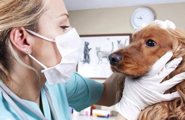 Treatment of leukemia in dogs