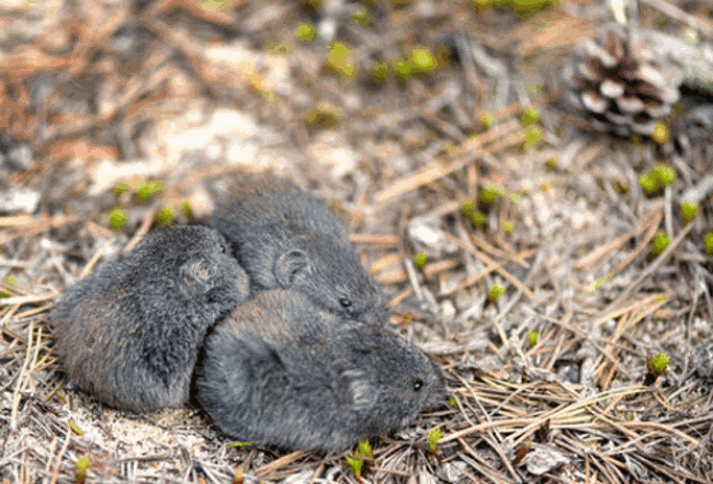 Lemming