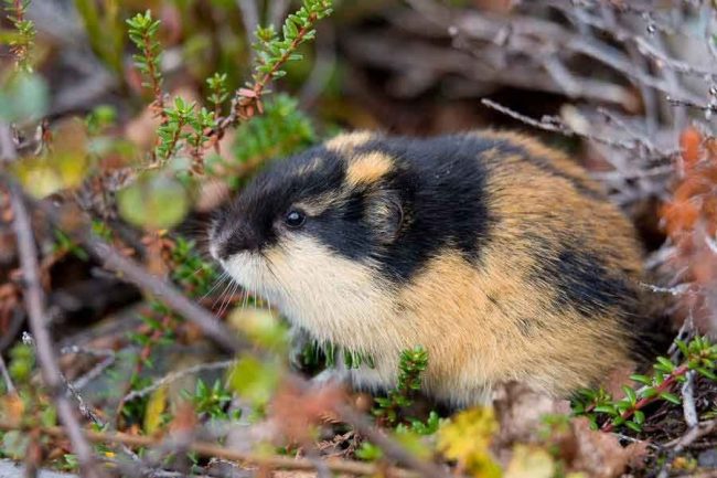 Lemming