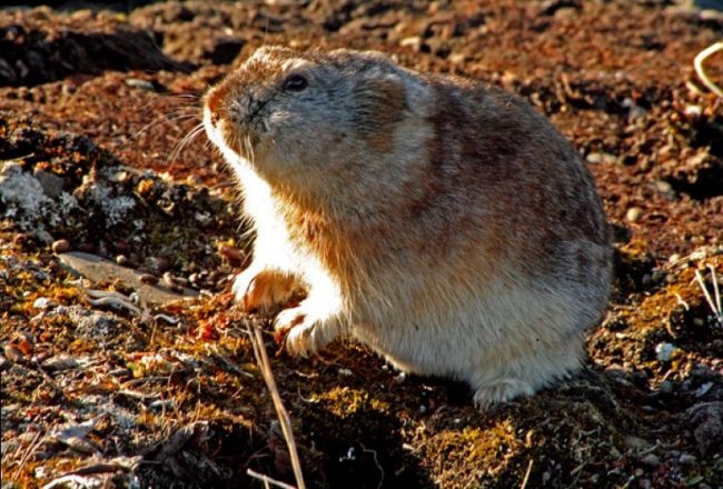 Lemming