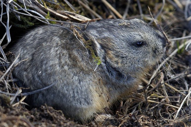 Lemming