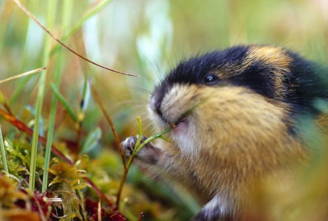 Lemming
