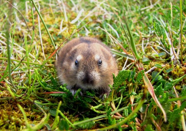 Lemming