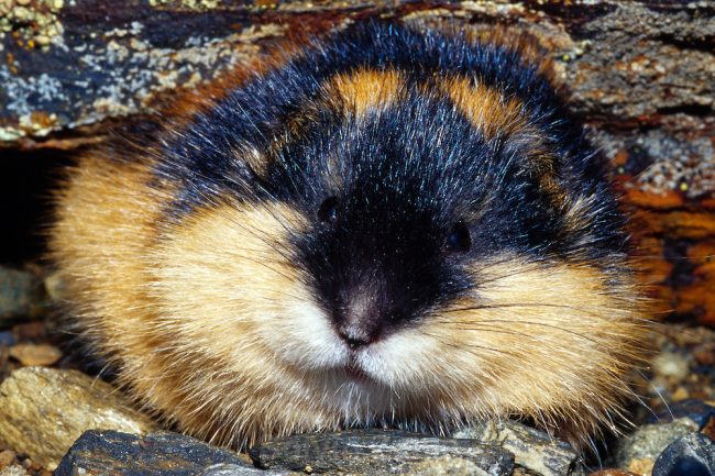 Lemming