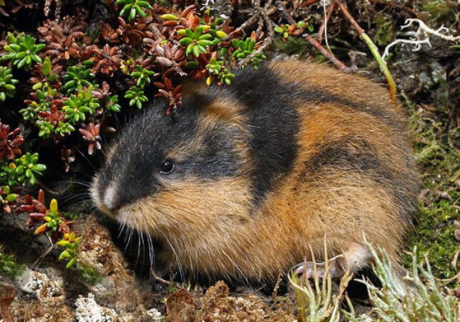 Lemming