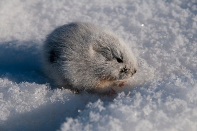 Lemming