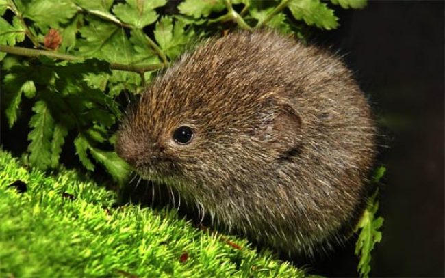 Lemming