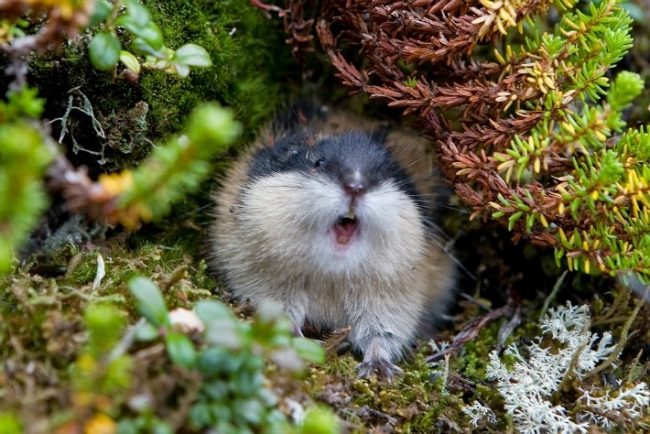 Lemming