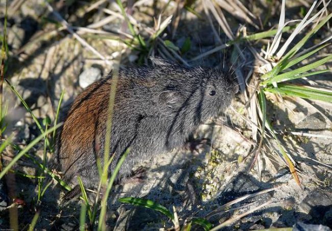 Lemming