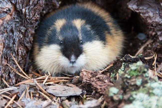 Lemming