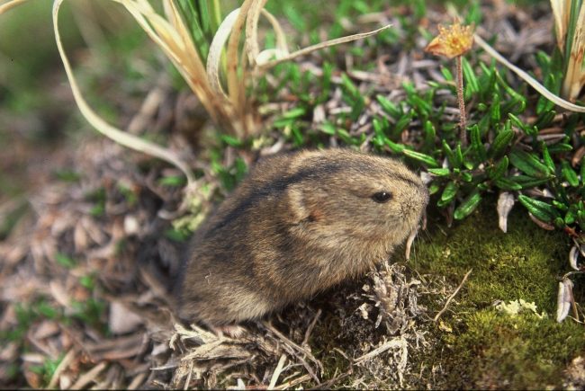Lemming