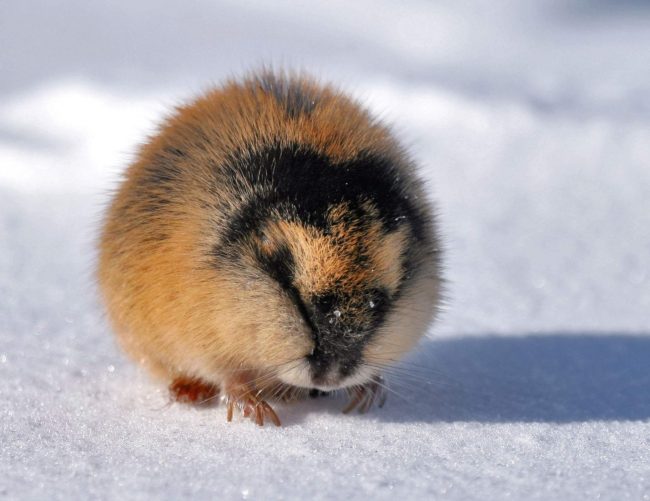 Lemming
