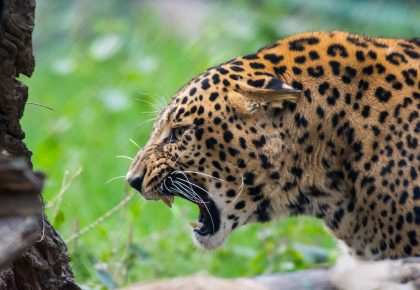 indian leopard