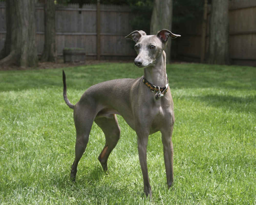 Italian Greyhound - photo