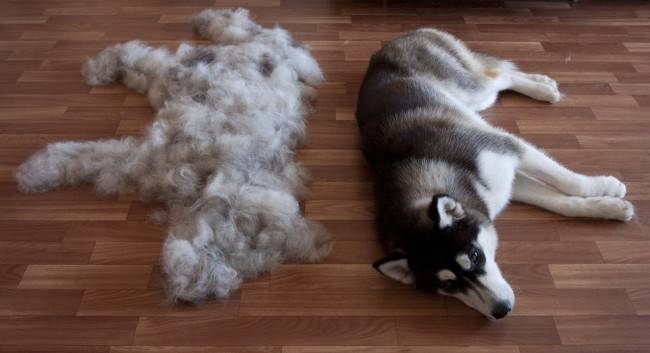 Molting in dogs