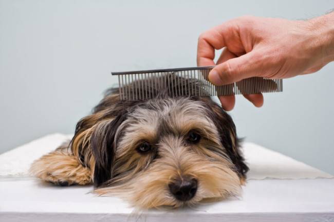 How to comb out a dog during molting