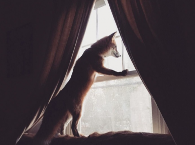 The fox looks out the window