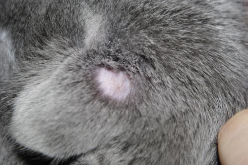 Cat deprivation - treatment, symptoms and description disease