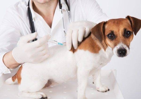 Vaccination for a dog against lichen