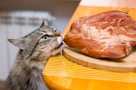 Cat sniffing food