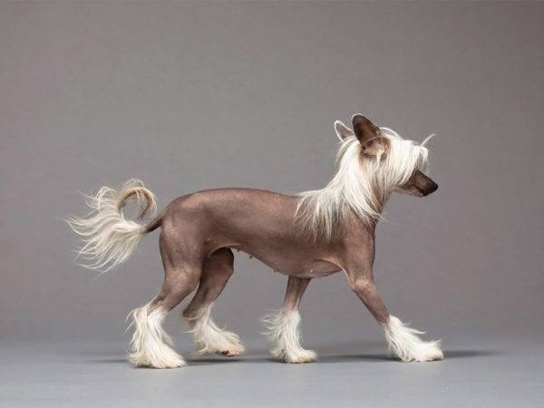a beautiful Chinese hairless crested dog
