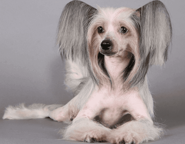 Chinese Hairless Crested Dog