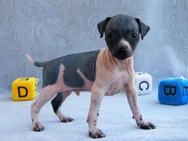 american hairless terrier puppy