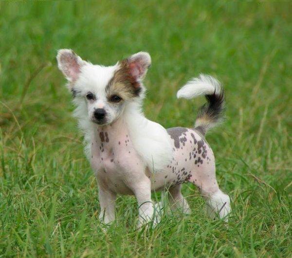 Chinese Naked Crested Puppy