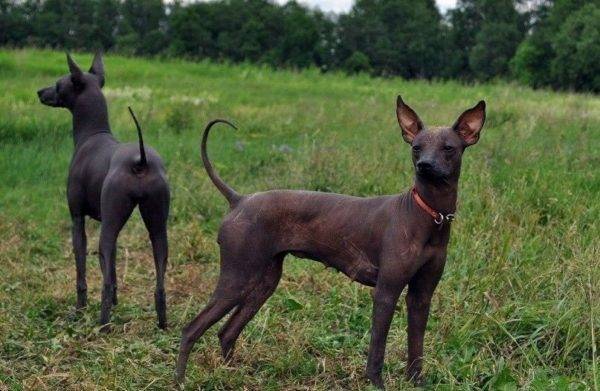 Mexican Hairless Dogs