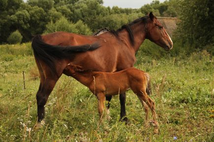 Mare with a foal