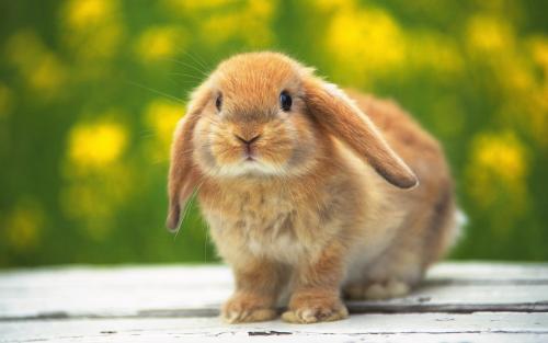 The best domestic breeds of rabbits