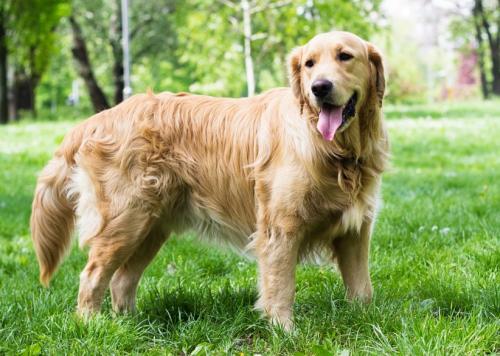 The best dog breeds for walking