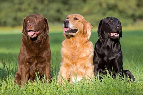 The best family dog ​​breeds.  What breed suitable for family?