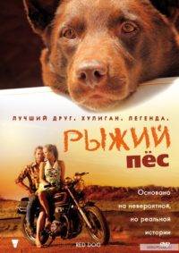 Ginger dog