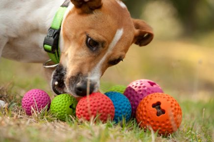 The dog plays with colorful balls