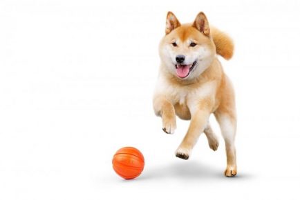 The dog runs after the orange ball