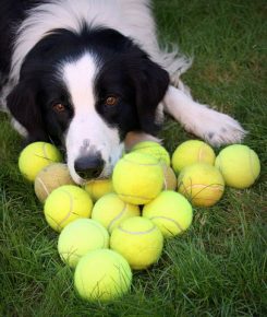 Dog and Tennis Balls