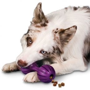 Dog and toy with a treat