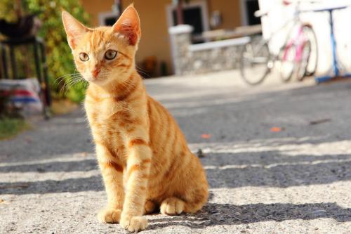 Giardia in cats: symptoms, diagnosis and treatment