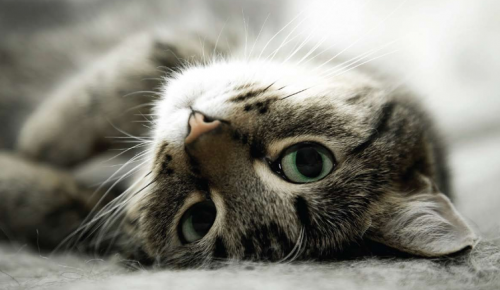 Do cats love their owners - how to find out what your pet loves you