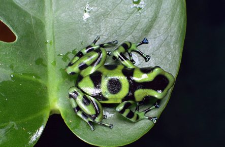 frog Dendrobates auratus
