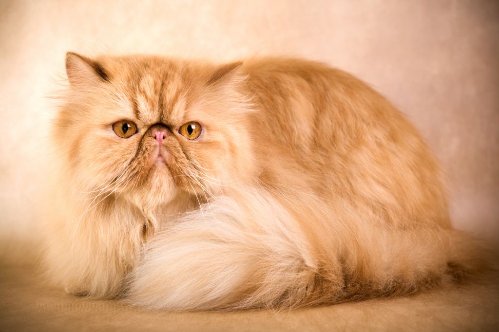 Little cat breeds