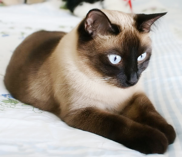 The smallest cat breeds