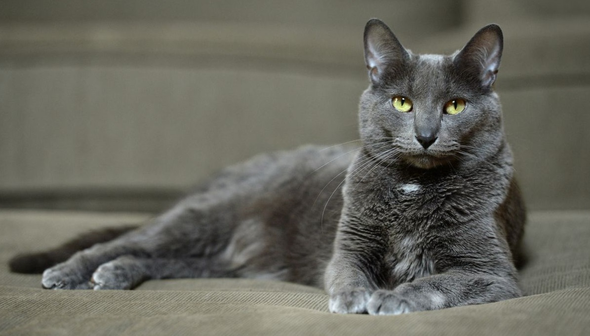 Little cat breeds