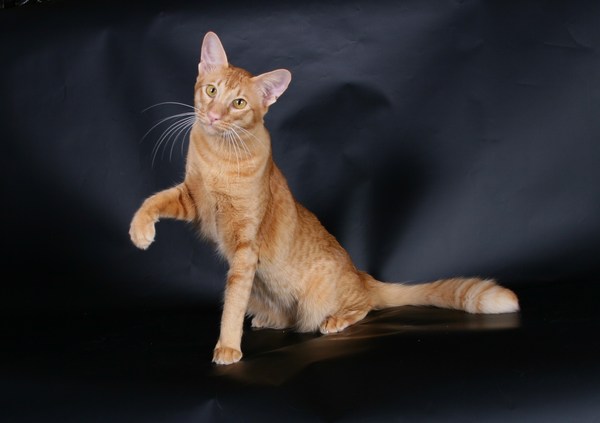 Little cat breeds
