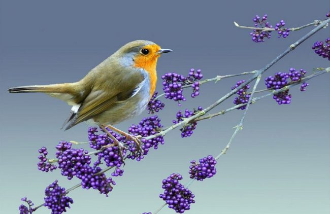 Robin