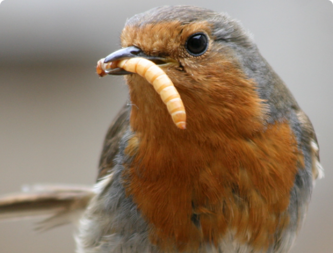 Robin