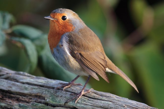 Robin