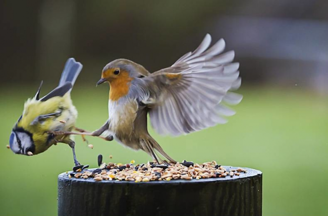 Robin